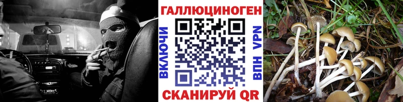 закладка Краснотурьинск Галлюциногенные грибы Psilocybe